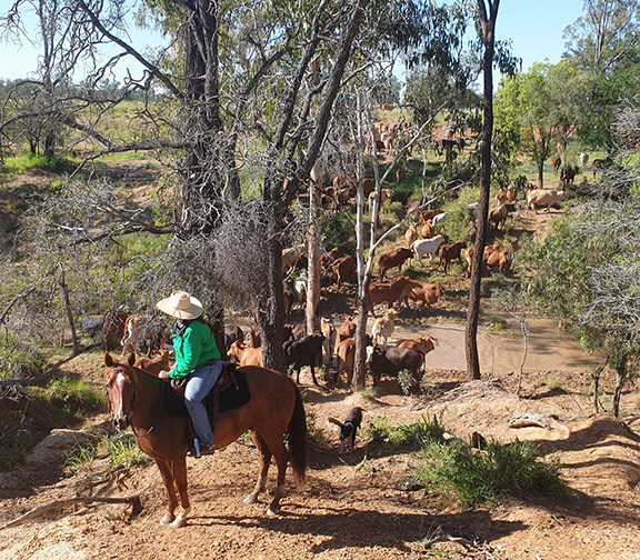 Hard at work moving cattle on horses